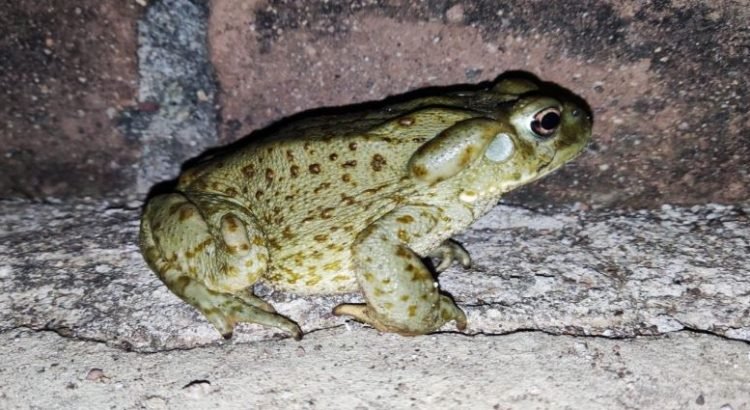 Promueven conservación Sapo del Desierto de Sonora