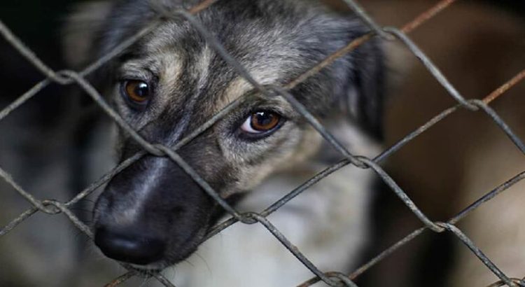 Incrementan casos de maltrato animal en Sonora