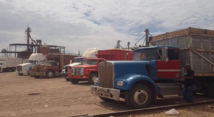 Fleteros del sur de Sonora afectados por el precio del trigo