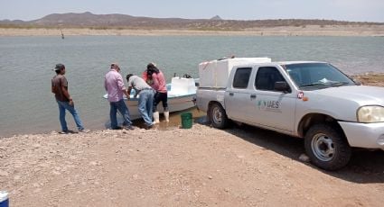 Siembra Gobierno de Sonora 800 mil crías de tilapia en la presa El Oviáchic de Cajeme