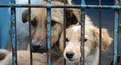 Rescatistas de animales en Cajeme hacen llamado para denunciar los maltrato a mascotas