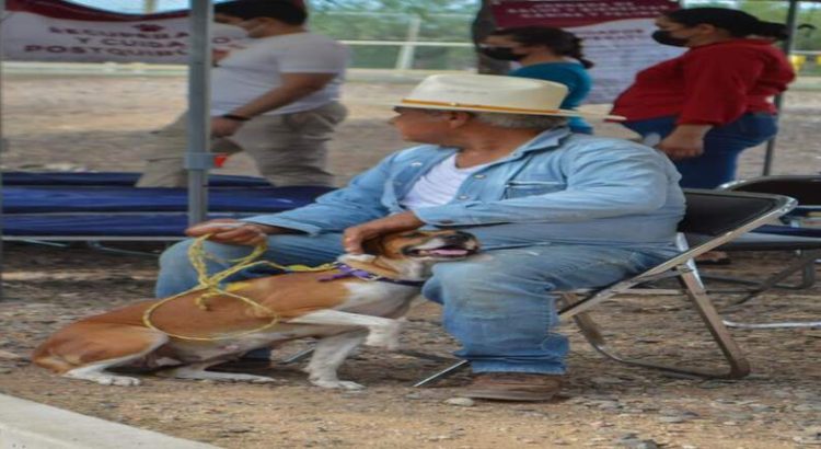 Disminuye un 35 por ciento casos de rickettsia en Sonora