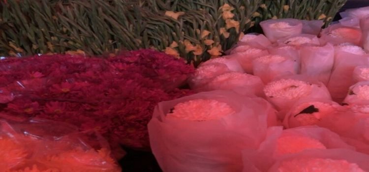 Incrementa 60% venta de flores en Cajeme