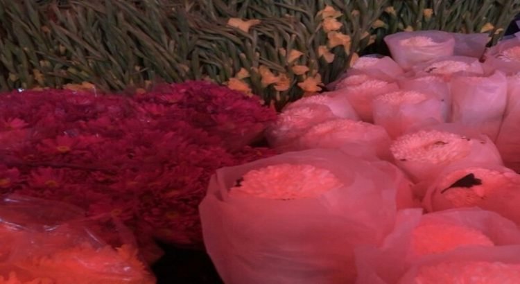 Incrementa 60% venta de flores en Cajeme
