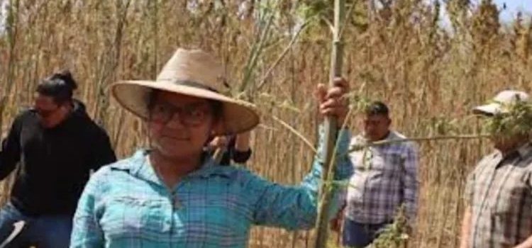 Cosechan en Oaxaca primer cultivo experimental de cannabis