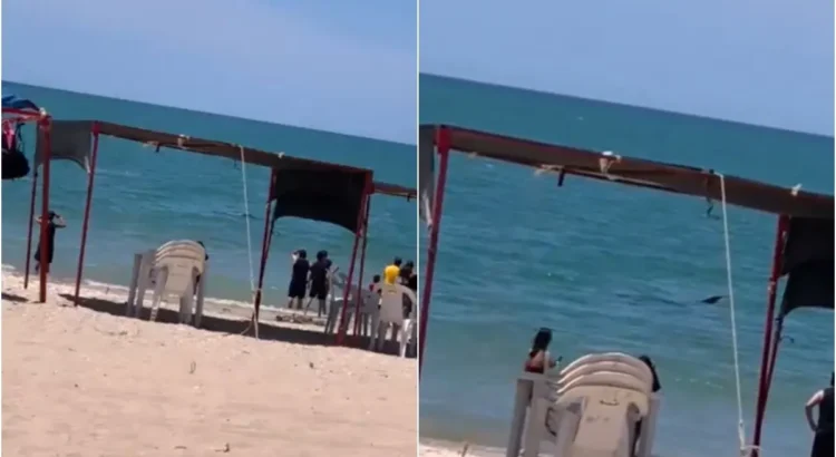 Avistan Tiburón Ballena en Bahía de Kino, Sonora