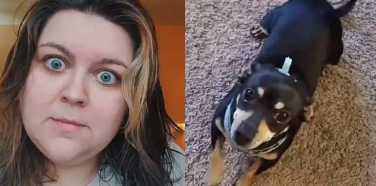 [VIDEO] Un perro que «habla» español: la curiosa historia de Kalee McGee y su chihuahua Max