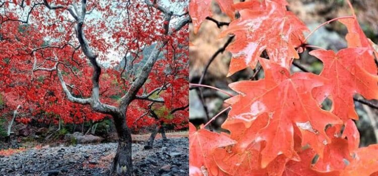 No, no es Canadá: descubre este paraíso natural en la sierra de Sonora No, no es Canadá: descubre este paraíso natural en la sierra de Sonora