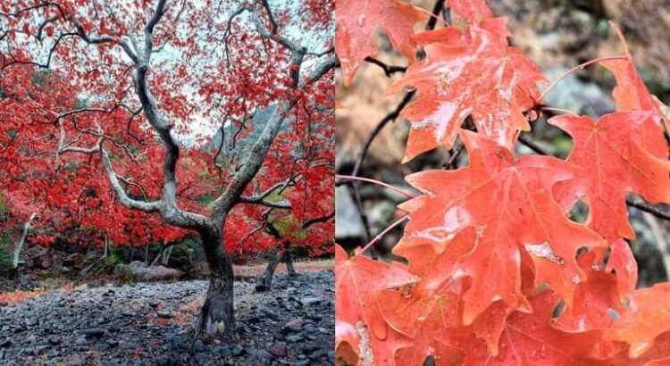 No, no es Canadá: descubre este paraíso natural en la sierra de Sonora