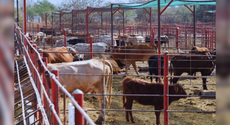 Gusano barrenador detiene exportación de ganado sonorense