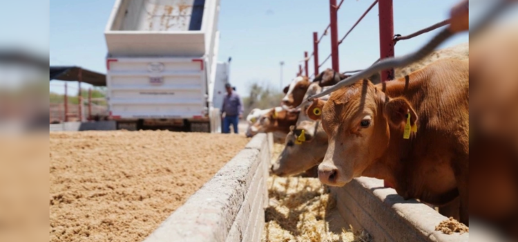 Confirma Durazo reanudación de exportaciones de ganado desde Sonora a EU