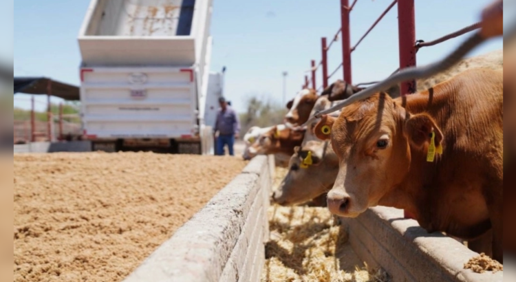 Confirma Durazo reanudación de exportaciones de ganado desde Sonora a EU