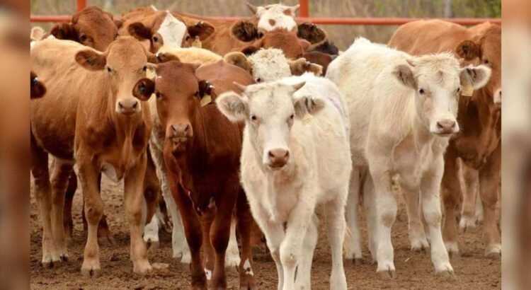 Será Sonora el primer Estado en revisarse para reanudar exportación ganadera