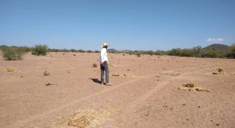Anuncian apoyos para los productores del sur del estado para la reconversión de cultivos