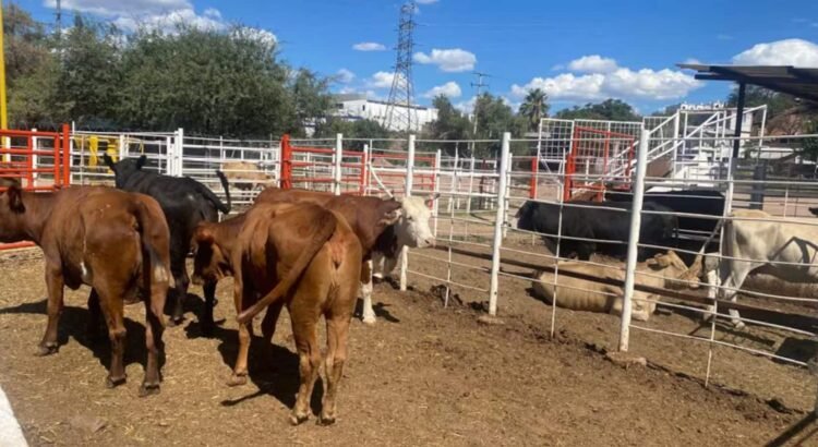 Inicia USDA revisiones en Sonora para reanudar exportaciones de ganado