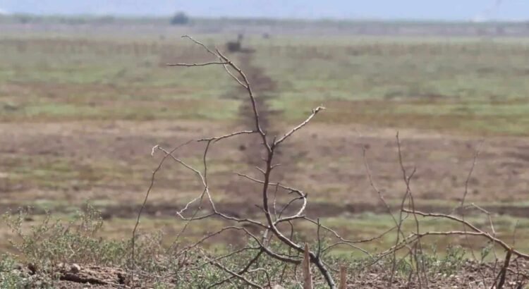 Más sequía para Sonora este 2025 por cuestiones climáticas