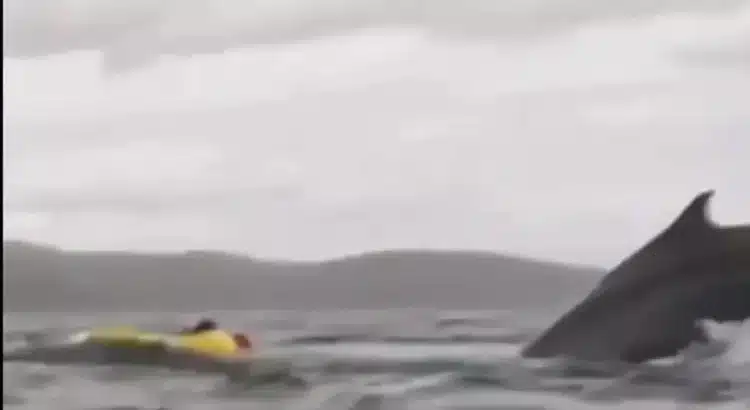 Se lo tragó una ballena … y sobrevivió para contarlo