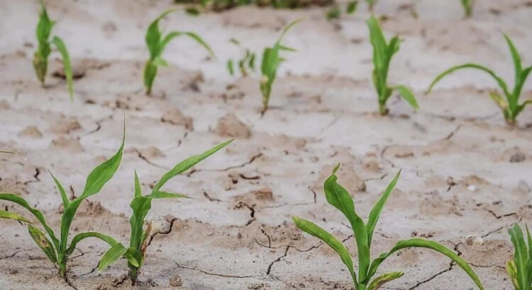 Sonora mantiene la opción de importar trigo para cumplir con la demanda alimentaria de México