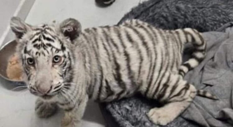 Autoridades catean domicilio en Sonora y aseguran drogas, 100 mil pesos y un cachorro de tigre de bengala