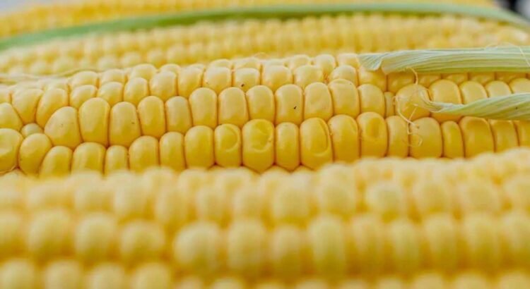 Productores sonorenses respaldan prohibición de siembra de maíz transgénico