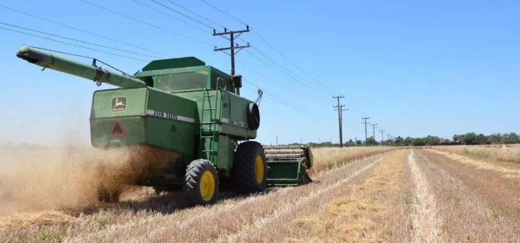 Inicia la entrega de 800 millones de pesos a productores de trigo en Sonora