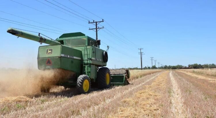 Inicia la entrega de 800 millones de pesos a productores de trigo en Sonora