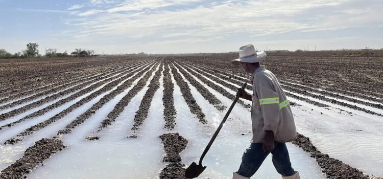 Uso de agua en Sonora: ¿Cuánto consume la agricultura y qué impacto tiene?
