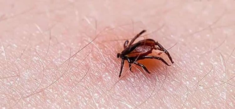 Rickettsia en Sonora: Registra más casos y defunciones