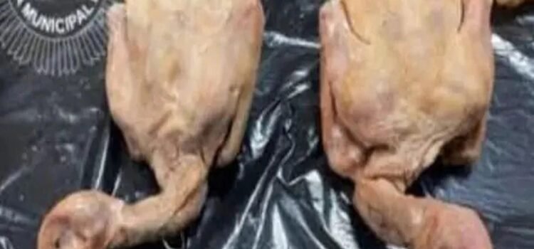 Que no te den paloma por pato Que no te den paloma por pato