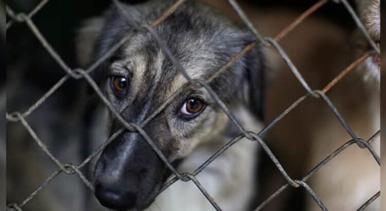 Judicializan 12 casos de maltrato animal en Sonora: Detalles y cifras 2025