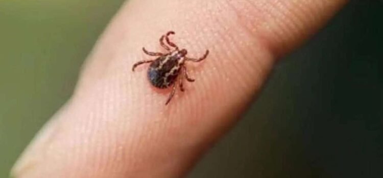 Sonora encabeza casos de rickettsia a nivel nacional