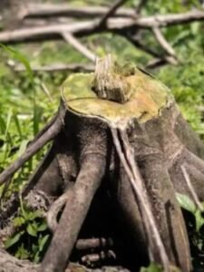 México entra al Top 10 de países con mayor pérdida de bosques en el mundo