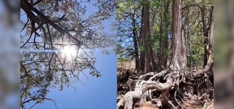 Conoce la segunda cordillera de sabinos más grande de Latinoamérica en Sonora