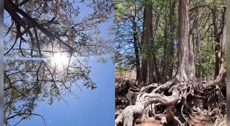 Conoce la segunda cordillera de sabinos más grande de Latinoamérica en Sonora