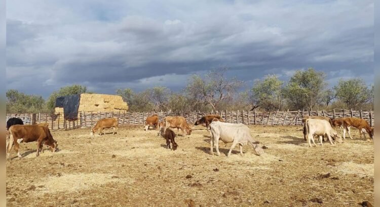 Revisarán condiciones para exportación de ganado de Sonora a Estados Unidos