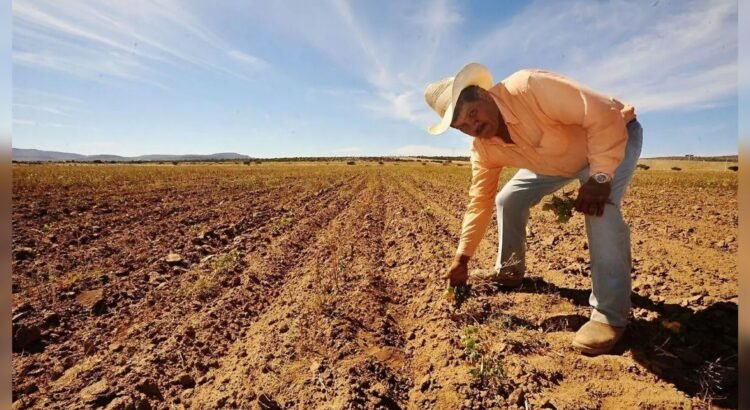 Más de 8 mil productores esperan apoyos para sembrar cártamo y rastreo fitosanitario