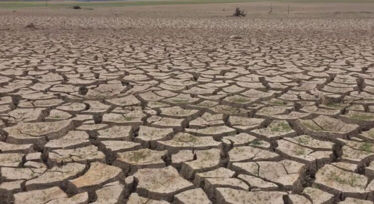 Amenaza sequía a Sonora; temen por producción agrícola y ganadera