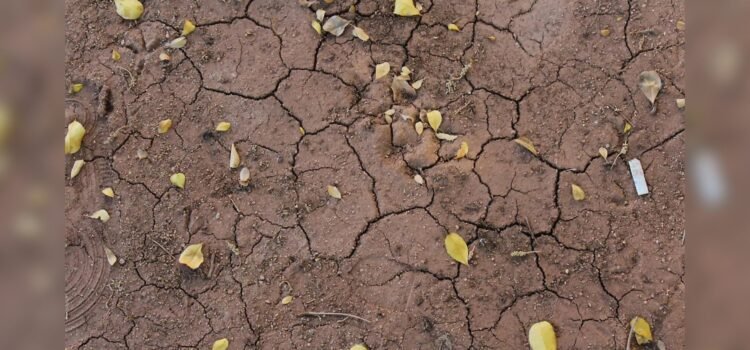 Así enfrenta Sonora la sequía: acciones de las autoridades estatales y municipales