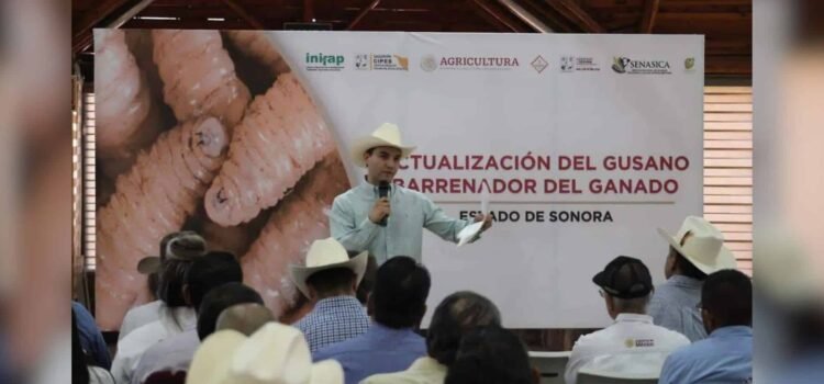 Refuerzan vigilancia en Sonora para mantener libre de gusano barrenador Refuerzan vigilancia en Sonora para mantener libre de gusano barrenador