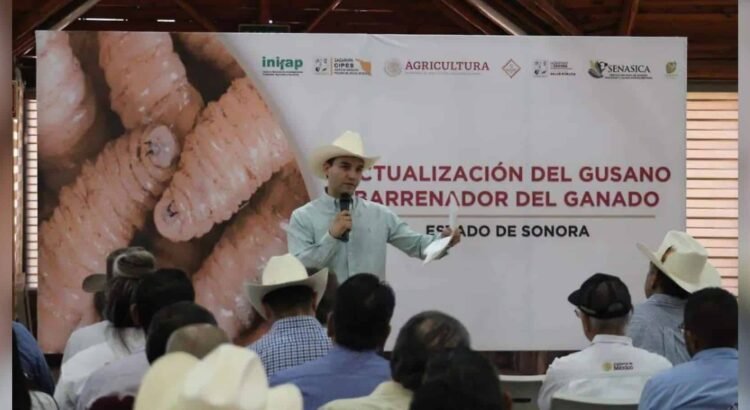 Refuerzan vigilancia en Sonora para mantener libre de gusano barrenador