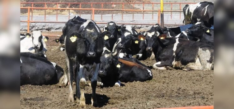Sonora tendrá primeros cruces de ganado a EU por Agua Prieta tras eliminarse restricción sanitaria Sonora tendrá primeros cruces de ganado a EU por Agua Prieta tras eliminarse restricción sanitaria