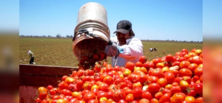 Productores de Sonora continuarán exportando tomate a EE.UU. pese a impacto del nuevo arancel