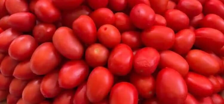 Impone Estados Unidos aranceles del 17 % al tomate mexicano