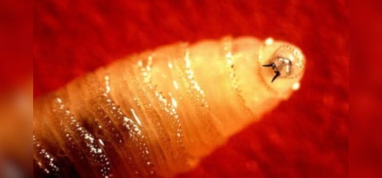 Colocarán 2 mil trampas para la mosca del gusano barrenador en el estado de Chihuahua