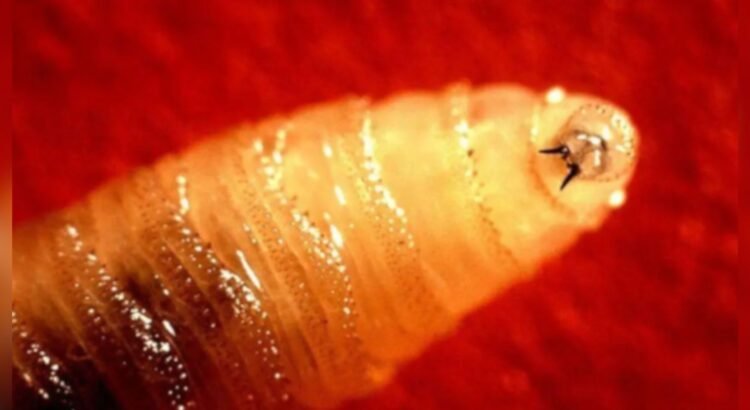 Colocarán 2 mil trampas para la mosca del gusano barrenador en el estado de Chihuahua