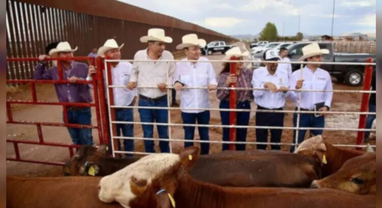 Sonora reanuda exportación de ganado a EU; es el primer estado autorizado