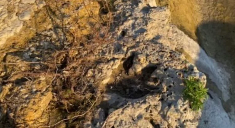 Tecnología 3D al rescate: huellas de dinosaurio de 110 millones de años emergen en Texas tras inundaciones