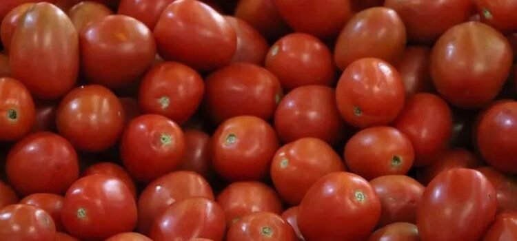 Establece México nuevos precios base para exportar tomate fresco Establece México nuevos precios base para exportar tomate fresco