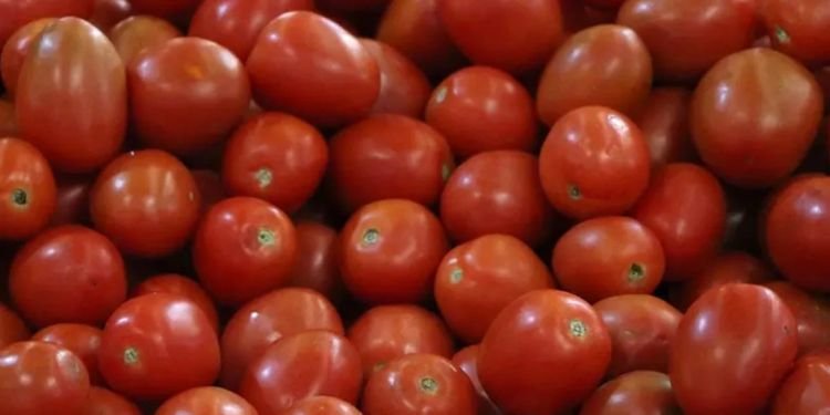 Establece México nuevos precios base para exportar tomate fresco