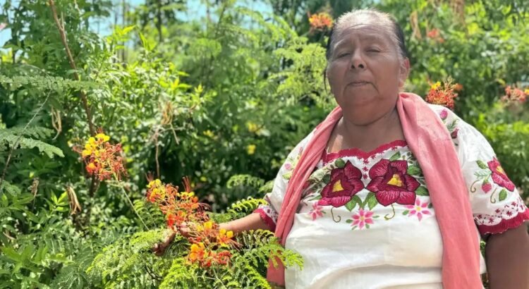 Aprueba Cofepris primer consultorio tradicional indígena en Sonora